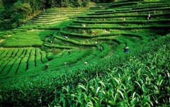 上海建1000㎡茶葉冷庫（冷藏、冷凍庫倉庫）安裝預算多少錢